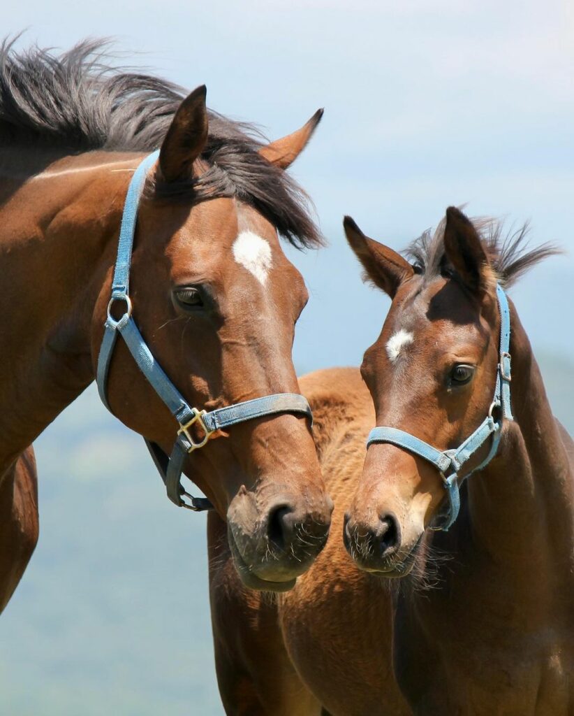 Why Do Horses Neigh? The Science Behind Equine Vocalisations – Rushden ...