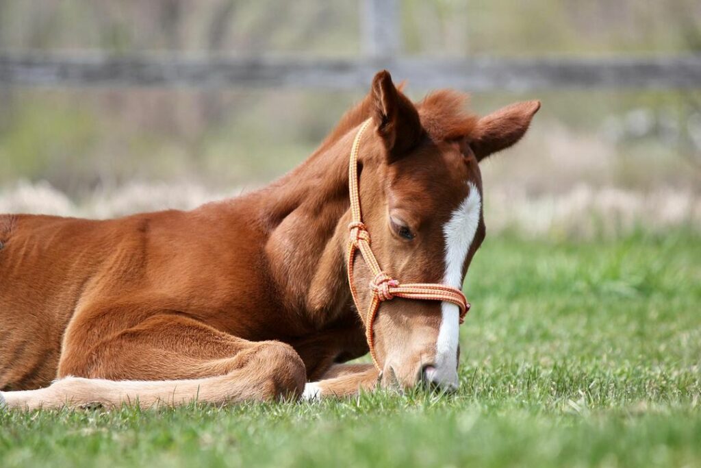 Do Horses Eat Meat? Exploring the Diet of Equine Animals – Rushden ...