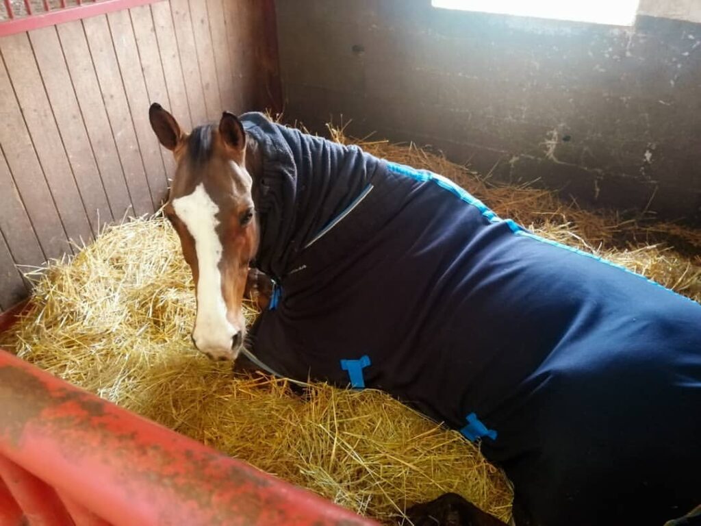 How Do Horses Sleep? The Sleeping Habits of Horses – Rushden Equestrian