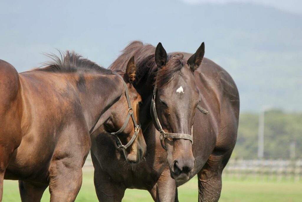 Do Horses Have Periods? Understanding Equine Reproduction Rushden