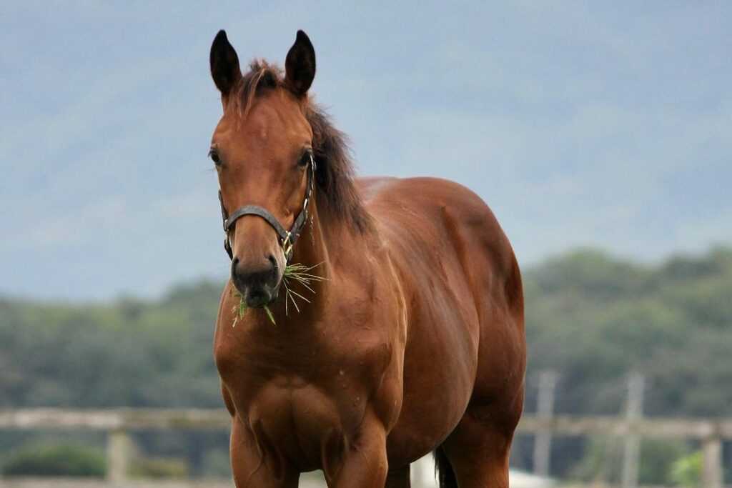 Do Horses Have Periods? Understanding Equine Reproduction Rushden